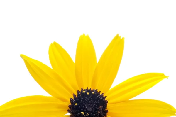 Isolated Sunflower — Stock Photo, Image
