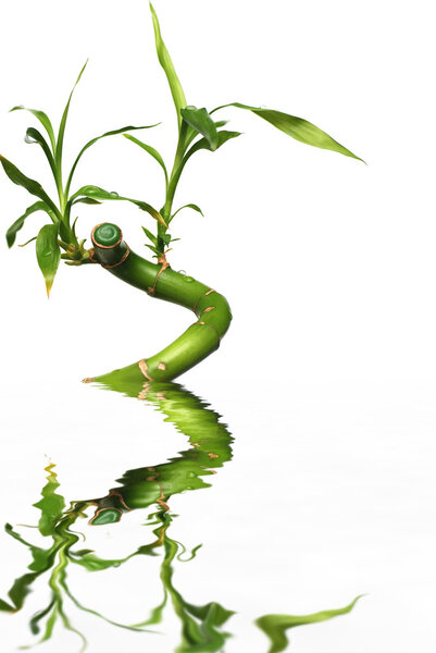 Isolated bamboo reflected in water