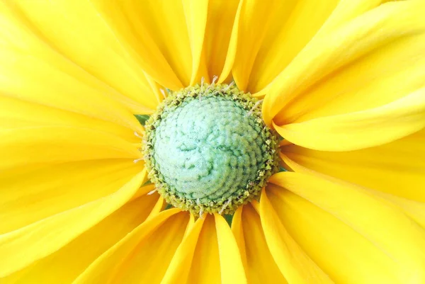 Schöne Sonnenblumen Hintergrund — Stockfoto