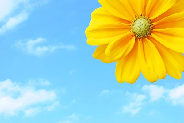 Isolierte Sonnenblume Blauen Himmel — Stockfoto