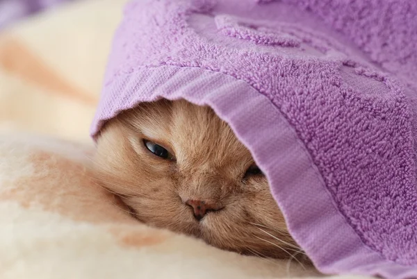 关门睡觉的猫 — 图库照片