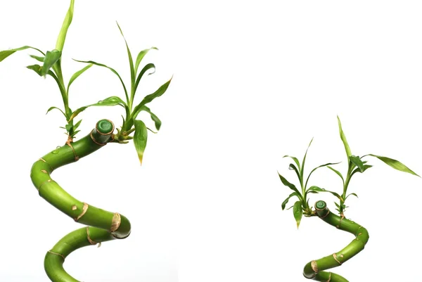 Isolerade Bambu Med Vit Bakgrund — Stockfoto