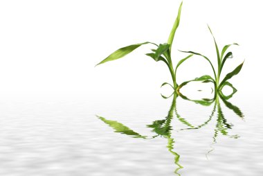 Bamboo reflected in water clipart