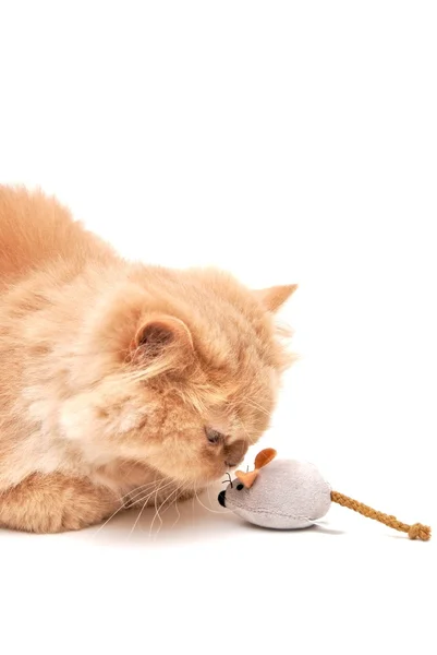 Кот целует мышь — стоковое фото