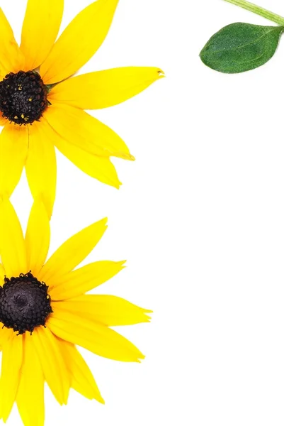 Schöne Sonnenblumen Und Blätter — Stockfoto