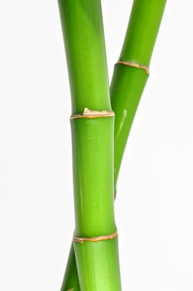 Šťastný Bambus Stonky Izolovaných Bílé Pozadí — Stock fotografie