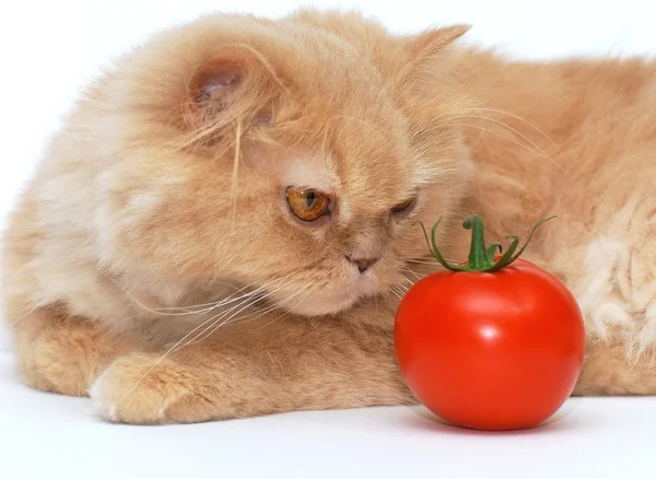 Katten Att Lukta Tomat — Stockfoto