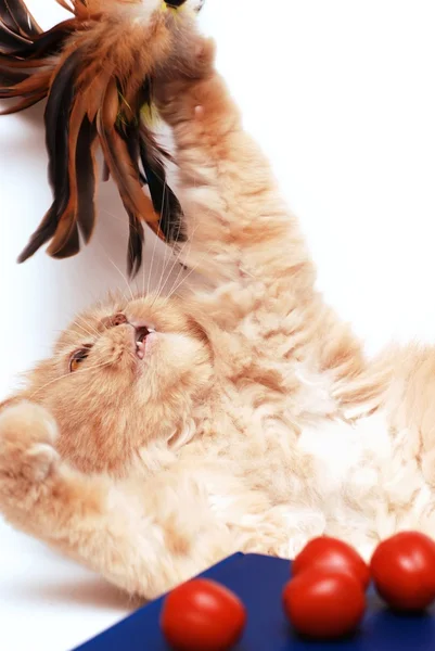 Macska Játszik Játék Mögött Paradicsom — Stock Fotó