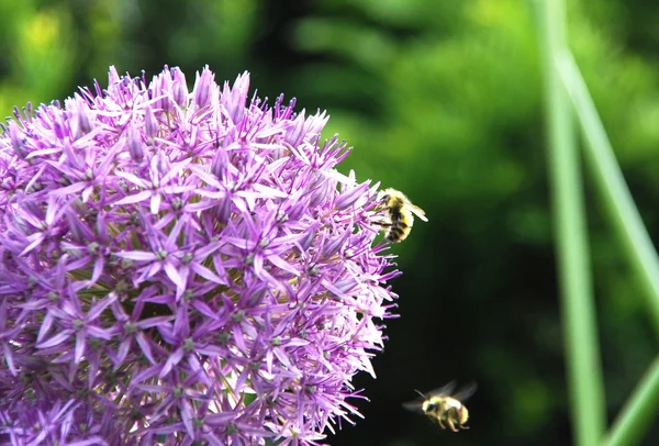 Stock image Nature flower and bee