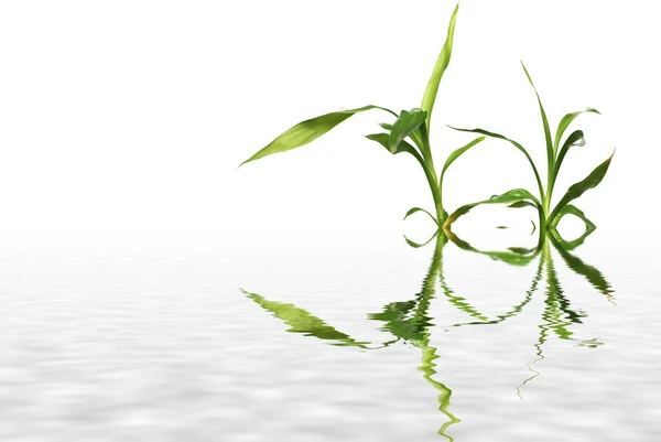 Bamboe weerspiegeld in water — Stockfoto