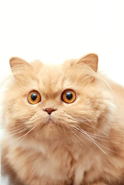 Персидская кошка — стоковое фото
