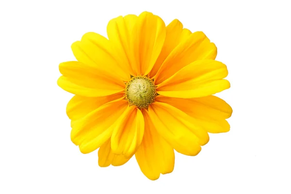 Schöne Sonnenblume Auf Weißem Hintergrund — Stockfoto