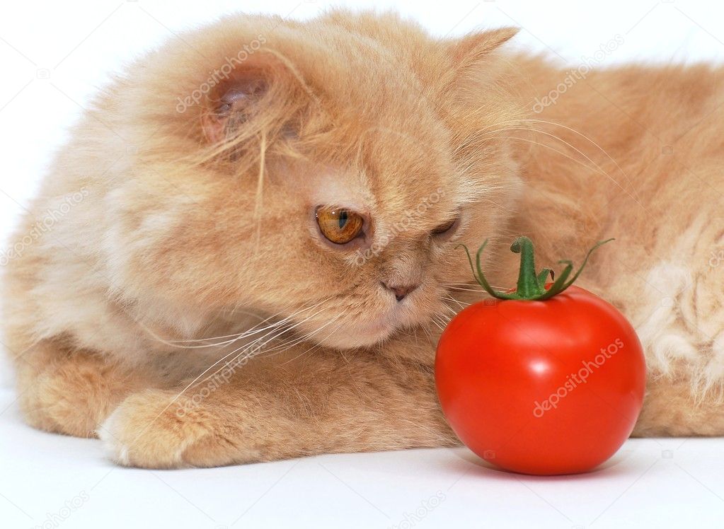 tomatoes and cats