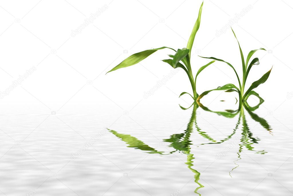 Bamboo reflected in water
