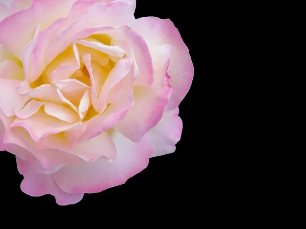 Róża Białym Tle Czarnym Tłem — Zdjęcie stockowe