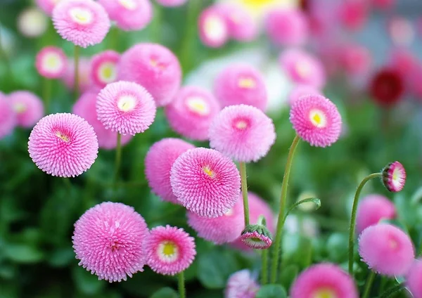 Close Pink Flower — Stock Photo, Image