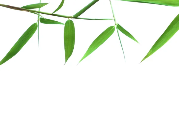 Geïsoleerde Bamboe Bladeren Grens — Stockfoto