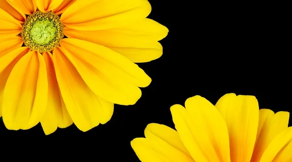 Sunflower frame on black background — Stock Photo, Image