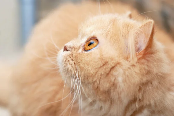 Close-up gato persa — Fotografia de Stock