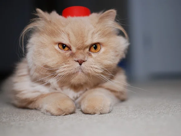 Katze Aus Nächster Nähe Trägt Roten Hut — Stockfoto