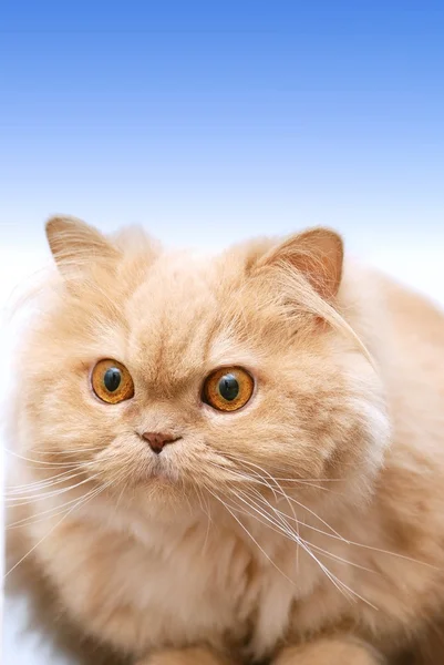 Изолированная Кошка Синим Фоном — стоковое фото