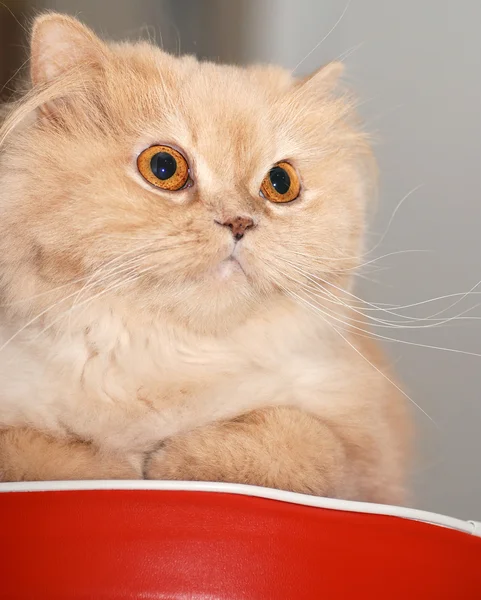 椅子の上のクローズ アップのペルシャ猫 — ストック写真