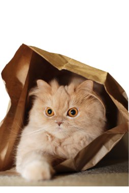 Cat hiding in the bag clipart