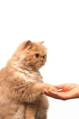 kedi ile el sıkıştı