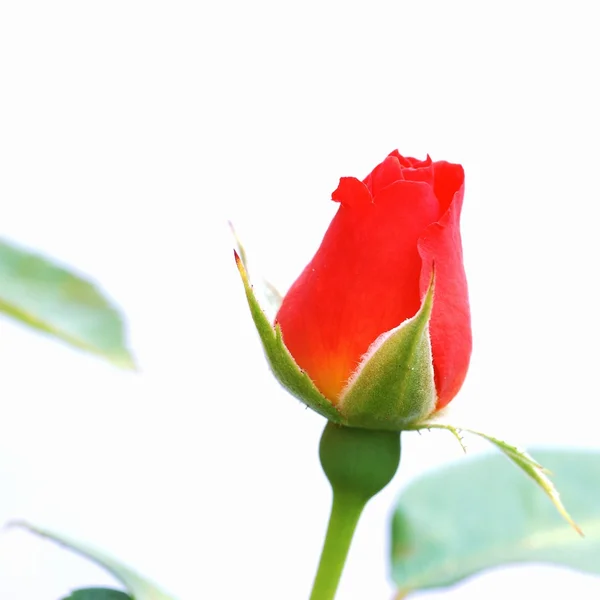 Elszigetelt Vörös Rózsa — Stock Fotó