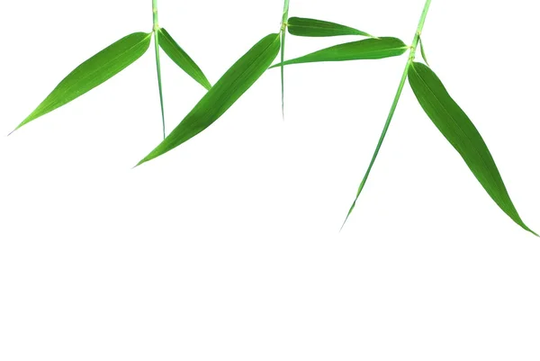 Bamboo leaves frame — Stock Photo, Image