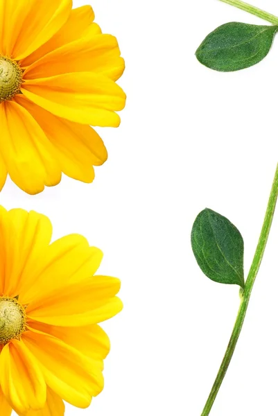 Beautiful Sunflower Leaves — Stock Photo, Image
