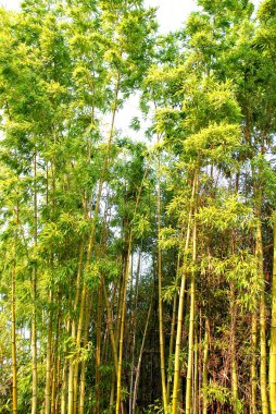 doğa bambu ormanı