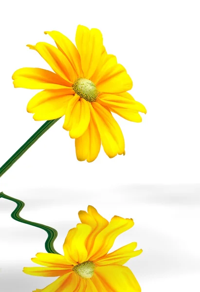 Sunflower Reflected Water — Stock Photo, Image