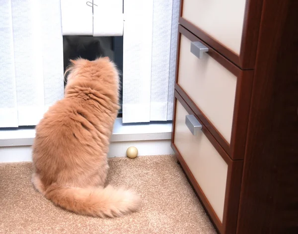 Gros plan chat regarde à l'extérieur — Photo