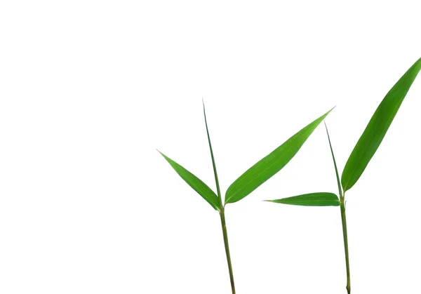 竹フレームと孤立したヒマワリ孤立的竹叶白色背景 — 图库照片