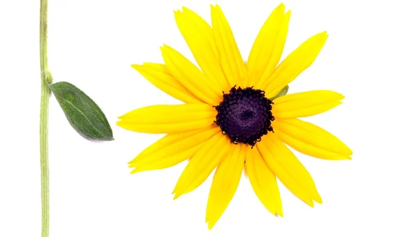 Isolierte Sonnenblume Und Blatt — Stockfoto