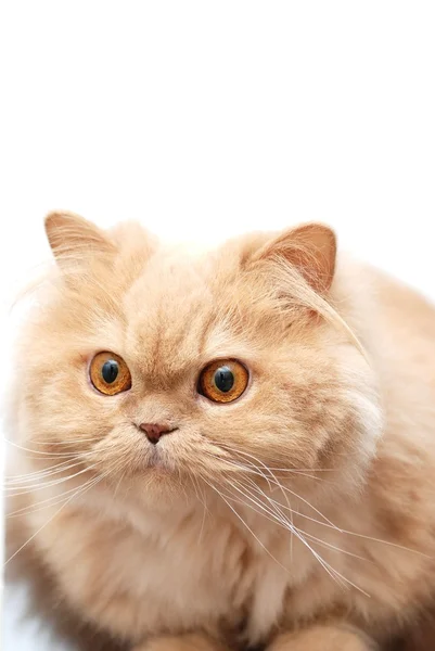 Izolované kočka s bílým pozadím — Stock fotografie