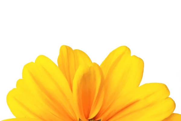 Sunflower frame on white background — Stock Photo, Image