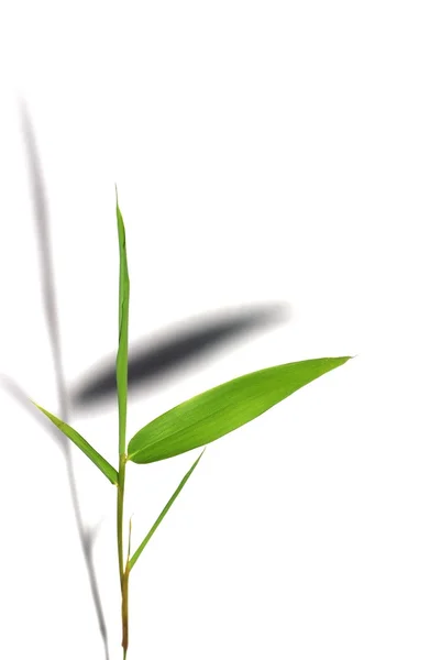 Geïsoleerde bamboe blad weerspiegelt het schaduw — Stockfoto