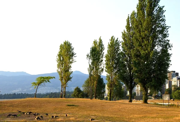 Estate vista paesaggio a Vancouver Canada — Foto Stock