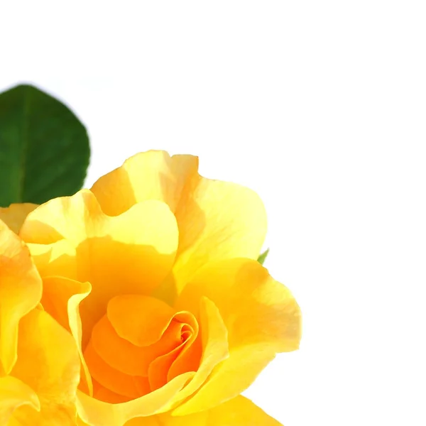 Rosa Amarela Isolada — Fotografia de Stock