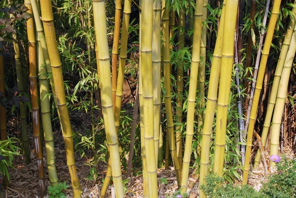 自然の竹の森公園内 — ストック写真