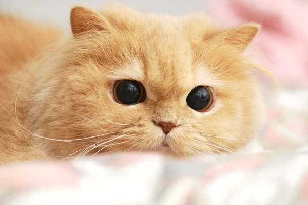 Close-up gato na cama — Fotografia de Stock