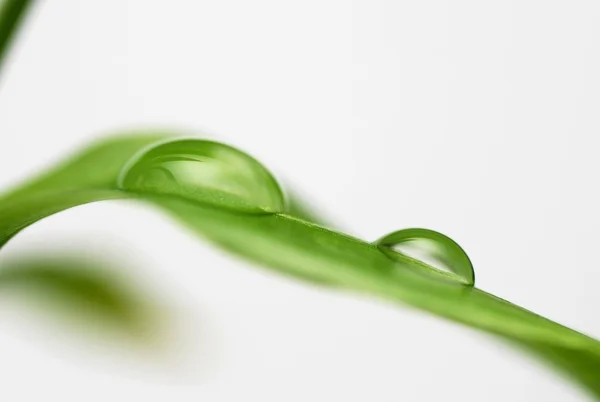 Isolated Bamboo Leaf Water Drop — Stock Photo, Image