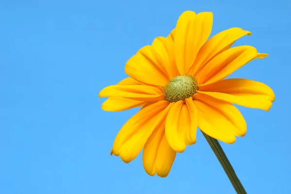 Beautiful Sunflower Blue Background — Stock Photo, Image