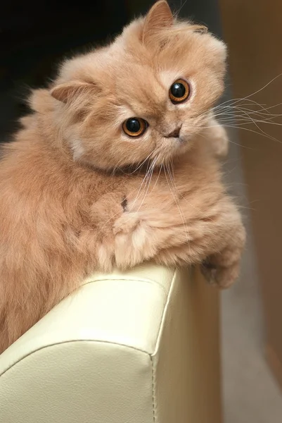 Περσική Γάτα Διαμονή Στην Καρέκλα — Φωτογραφία Αρχείου