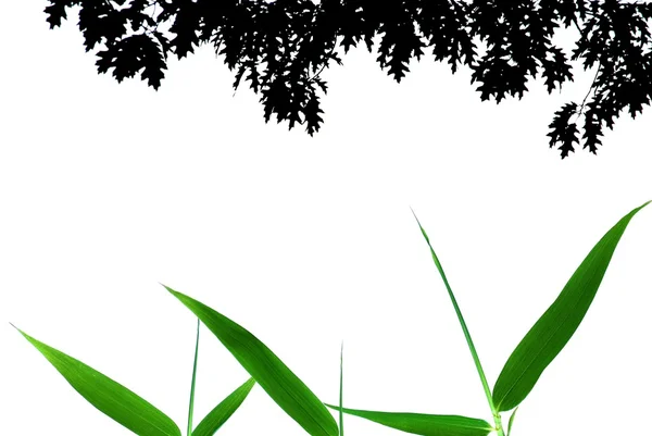 Geïsoleerde bamboe blad grens — Stockfoto