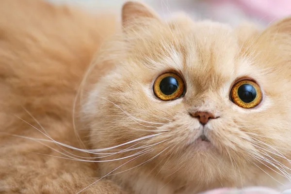 격리 된 pesian 고양이 — 스톡 사진