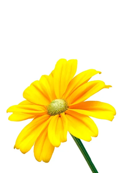 Krásné slunečnice na bílém pozadí — Stock fotografie