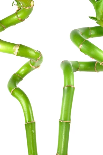 Doğa bambu kök desen — Stok fotoğraf